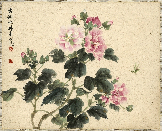 芙蓉