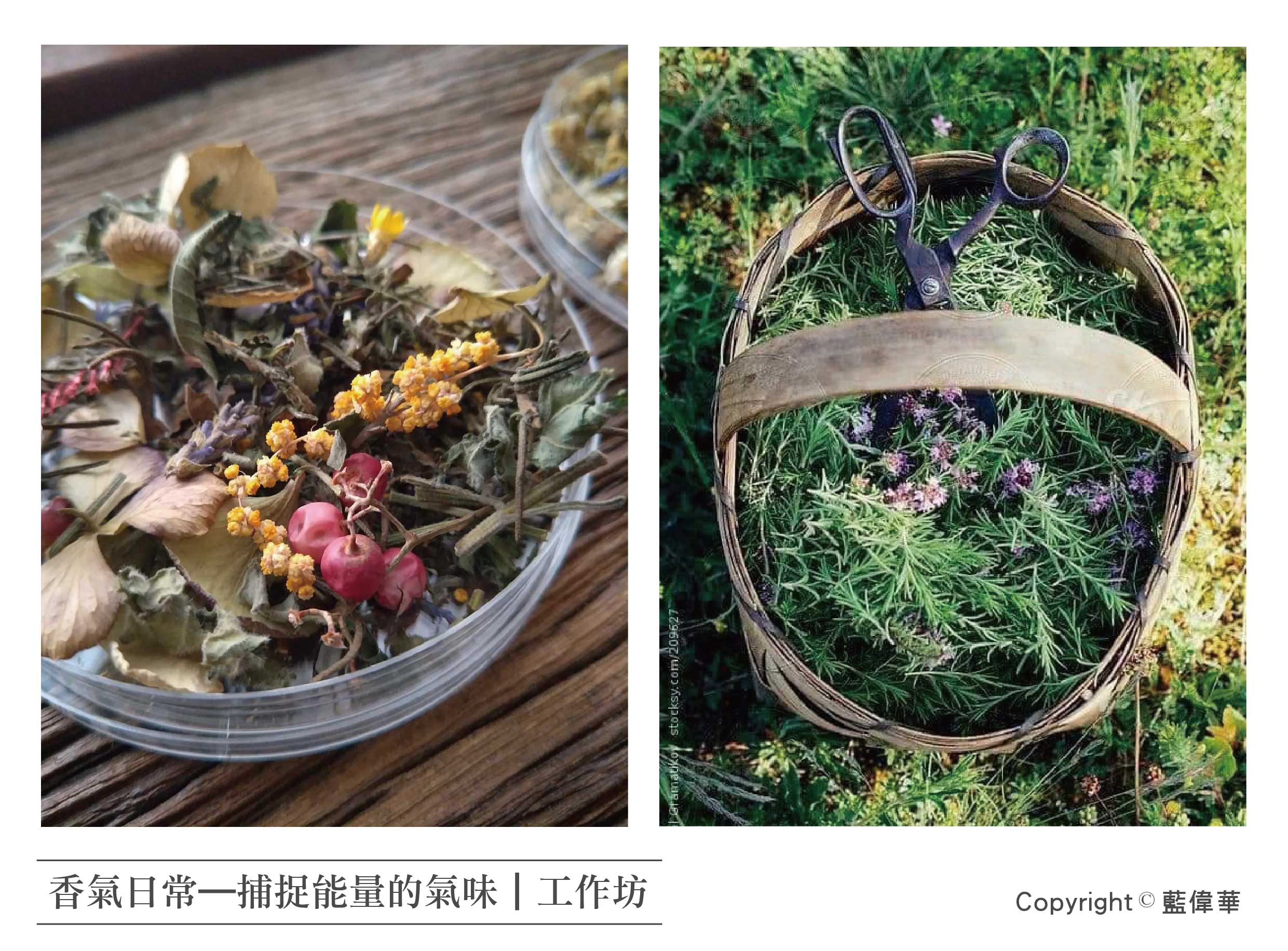 香氣日常—捕捉能量的氣味｜工作坊（作品圖為講師提供宣傳參考，活動當日所使用之植物，依實際品項為準）
